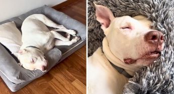 Se il tuo cane si agita mentre dorme c'è una cosa da non fare: "È pericolosissimo, ecco perché"