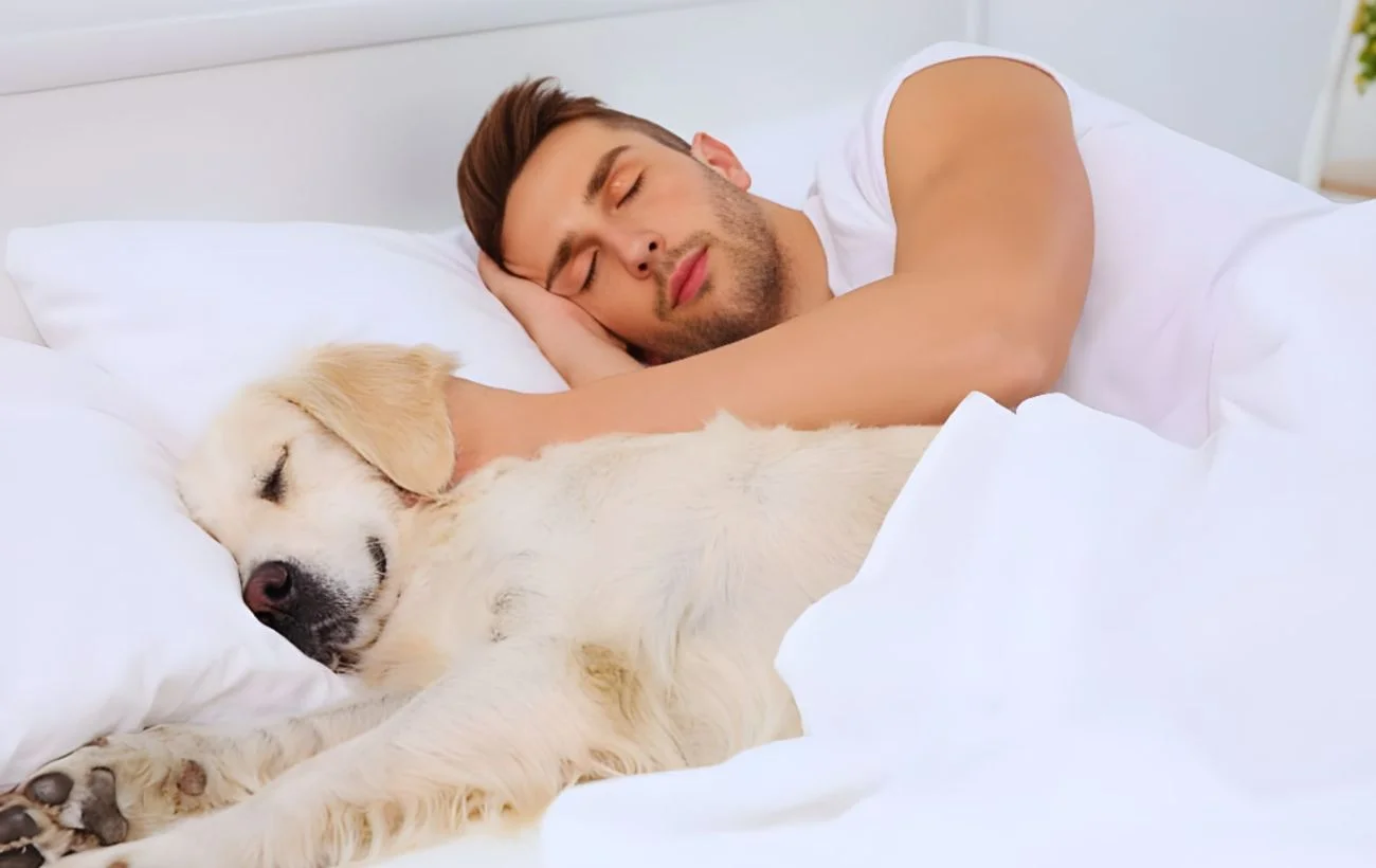 Un labrador che dorme con il suo padrone