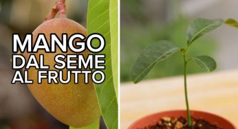 Pianta il nocciolo di un mango dopo averlo mangiato: il risultato è davvero spettacolare